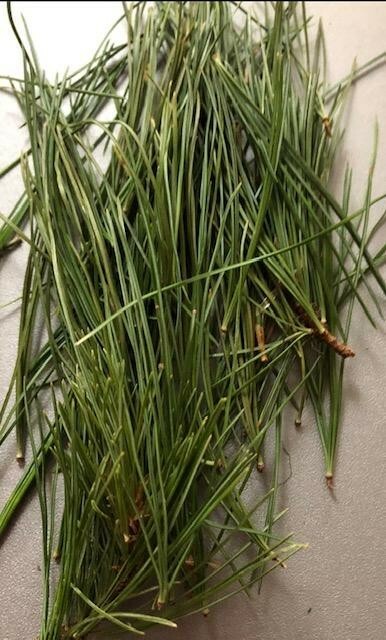 200 CUPS PINE NEEDLE TEA, White Pine Needles, Organic Pine Needle Tea, Organic