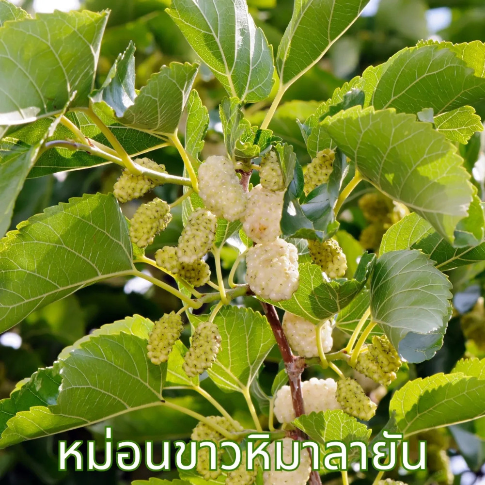 Premium White Mulberry & Pandan Herbal Tea – 100% Natural Thai Blend X 3 Packs