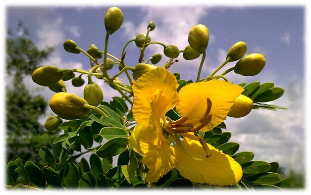 Natural Ayurvedic dry Ranawara Mal Herbal Tea Drink cassia auriculata
