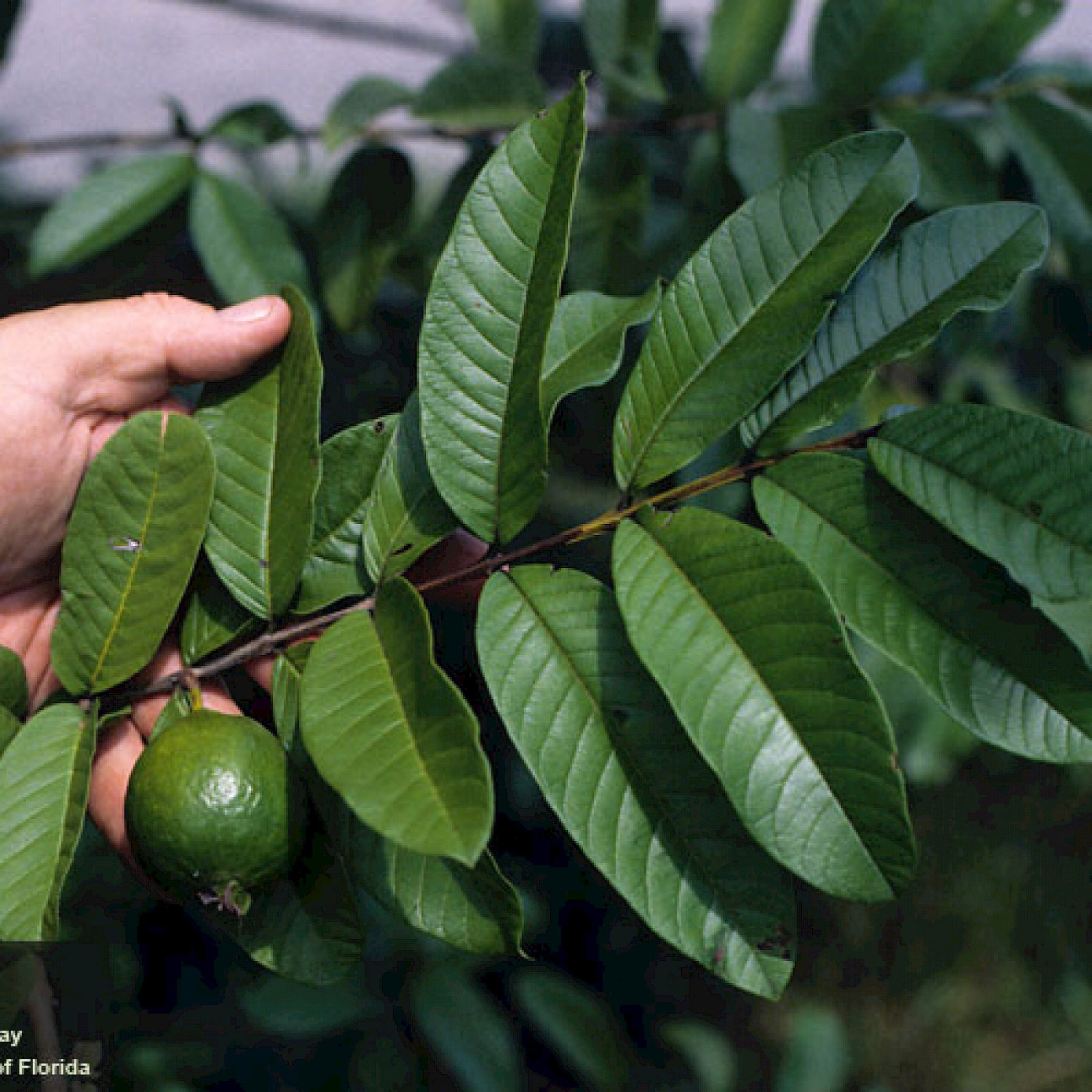Guava Leaves 100% Organic Tea Dried Leaf Hojas Herbal Guayaba Psidium Hair