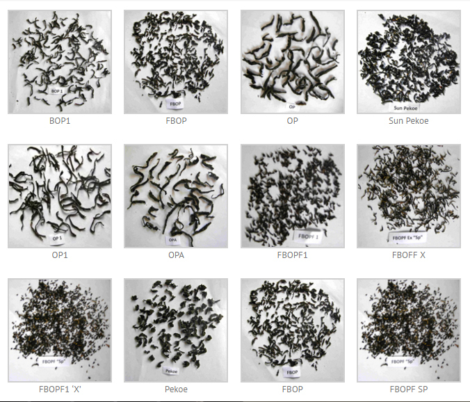 Ceylon Tea Best Quality Pure FBOP, OP, OPA, PEKOE Grade Natural Ceylon Black Tea
