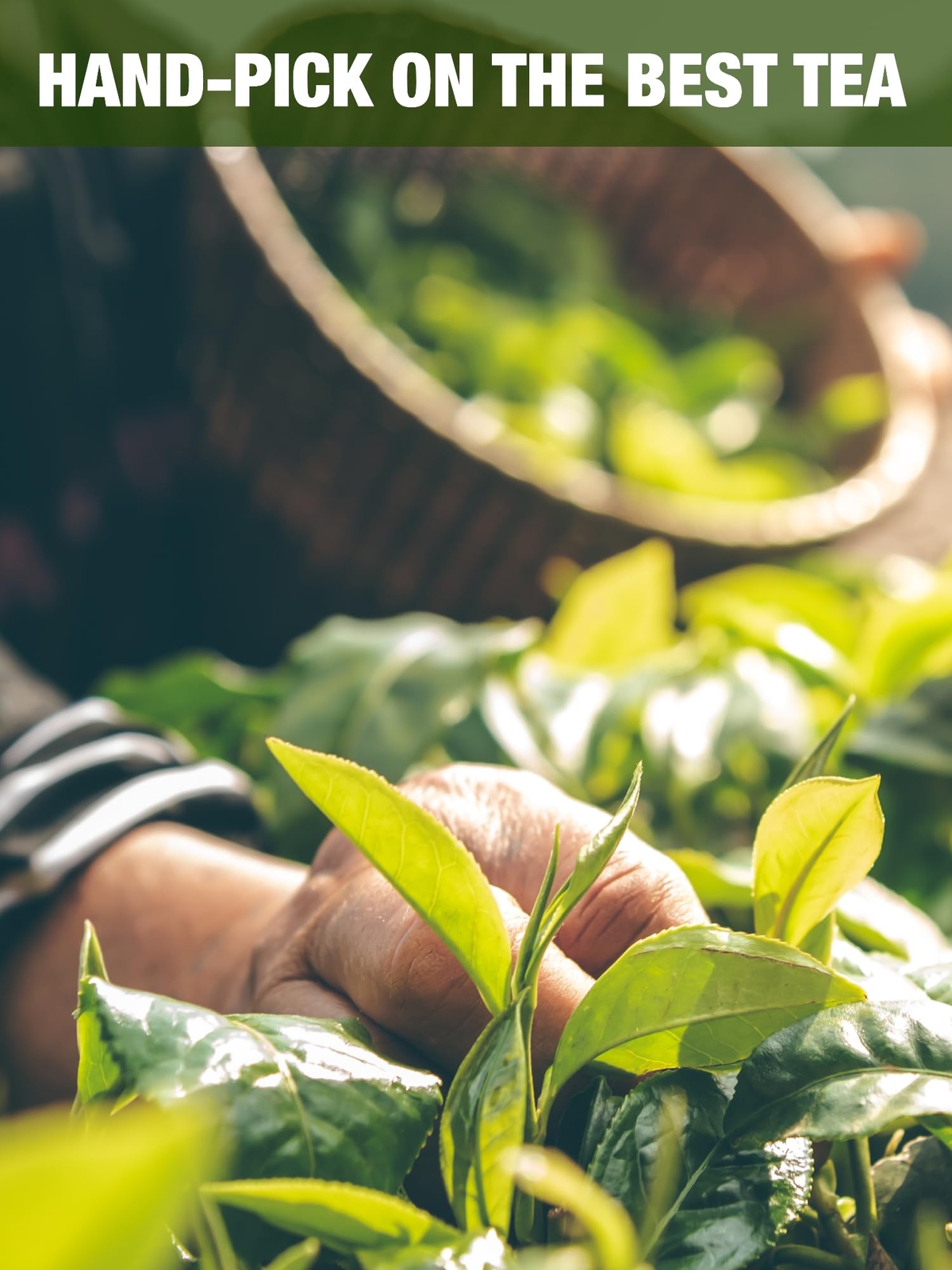 Pandan Tea 4oz Green Tea Infused with the aroma of pandan leaves – Tra Dua Th…