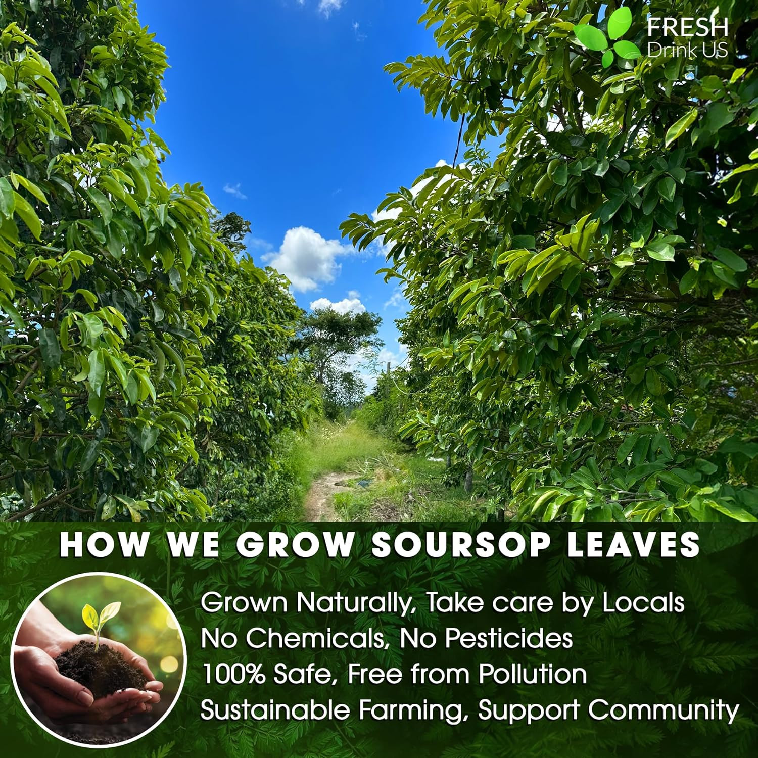 40 Premium Soursop Graviola Leaf Tea Bags, 100% Natural and Pure from Soursop Le