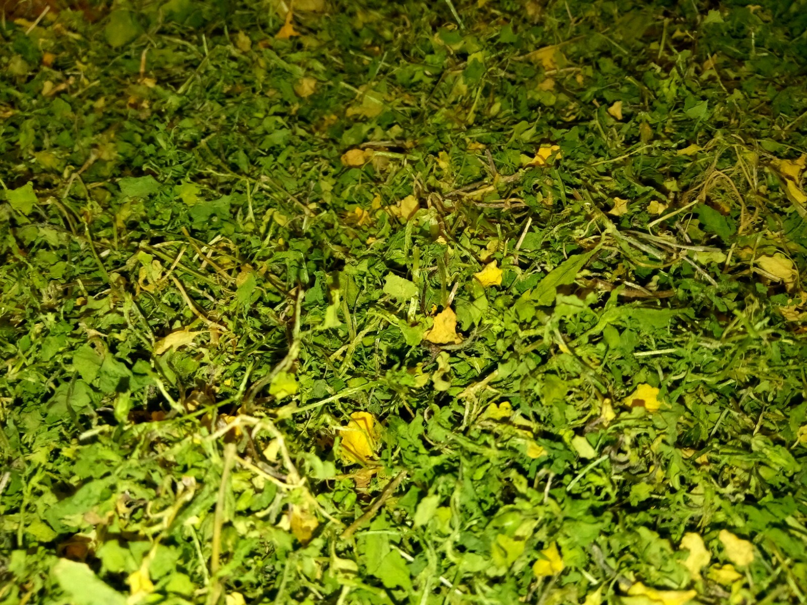 1 Cup Dried Common Chickweed For Tea or Salva.US grown.