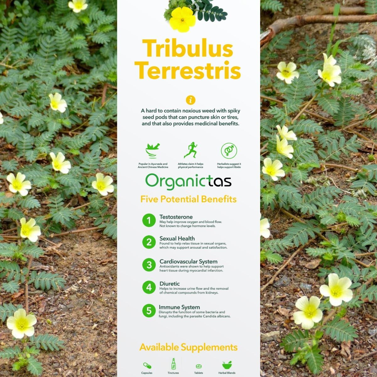 Organic TRIBULUS TERRESTRIS Tea – Best Premium Quality Tribulus Herbal tea 200 g