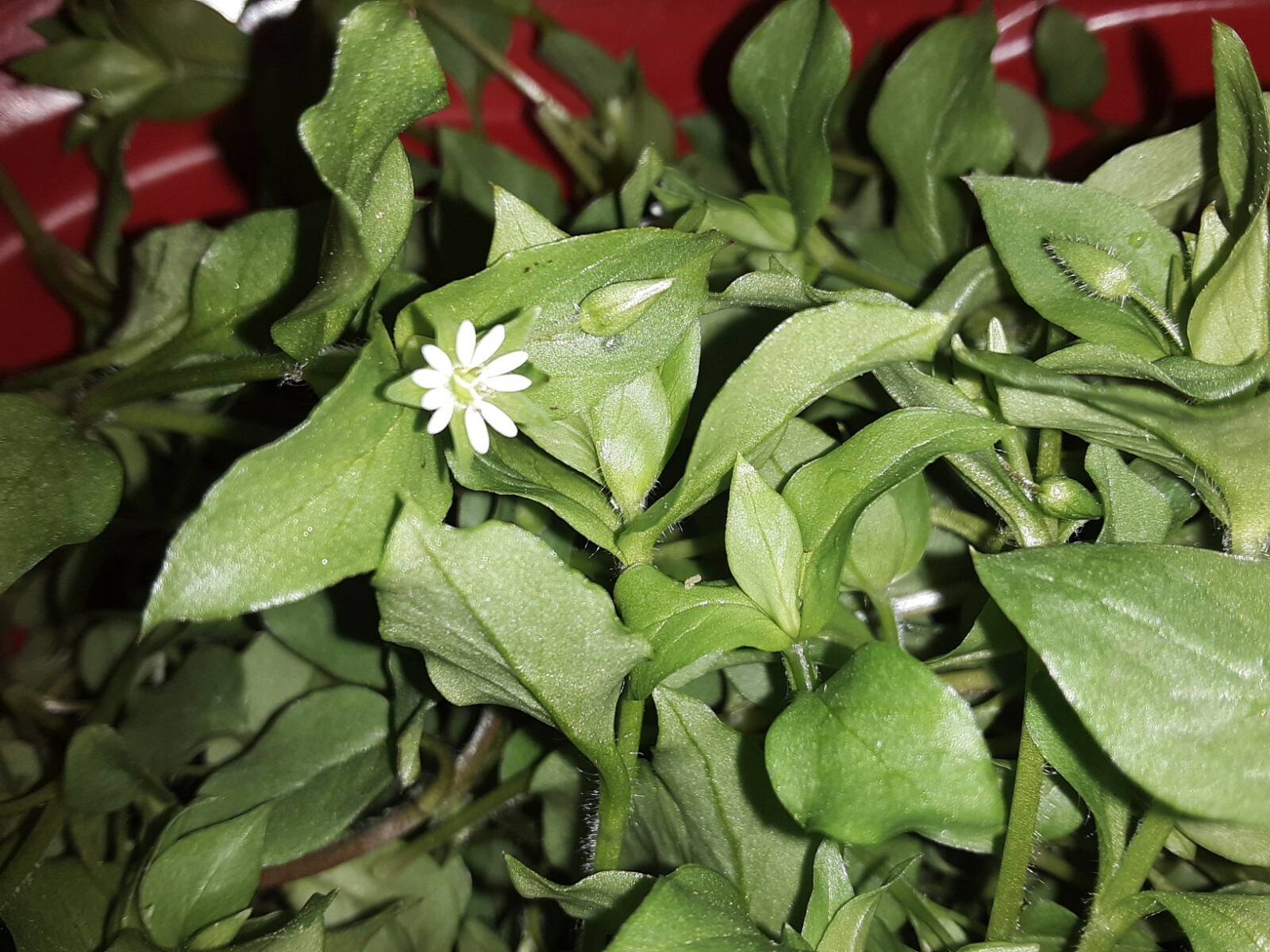 1 Cup Dried Common Chickweed For Tea or Salva.US grown.