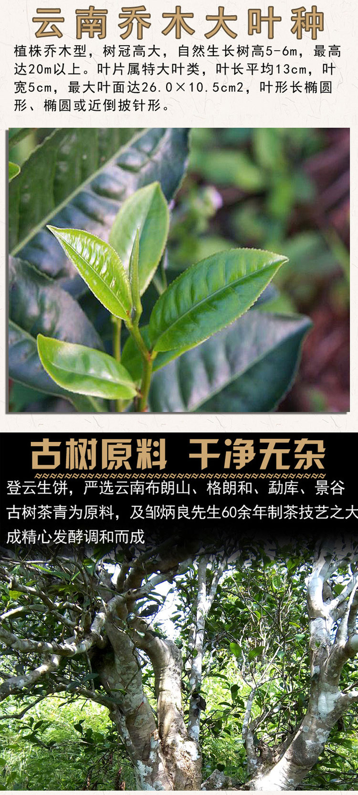 Haiwan Old Comrade 2018 Liang Yuan “Deng Yun” Old Tree Puer Raw Puerh Tea 400g