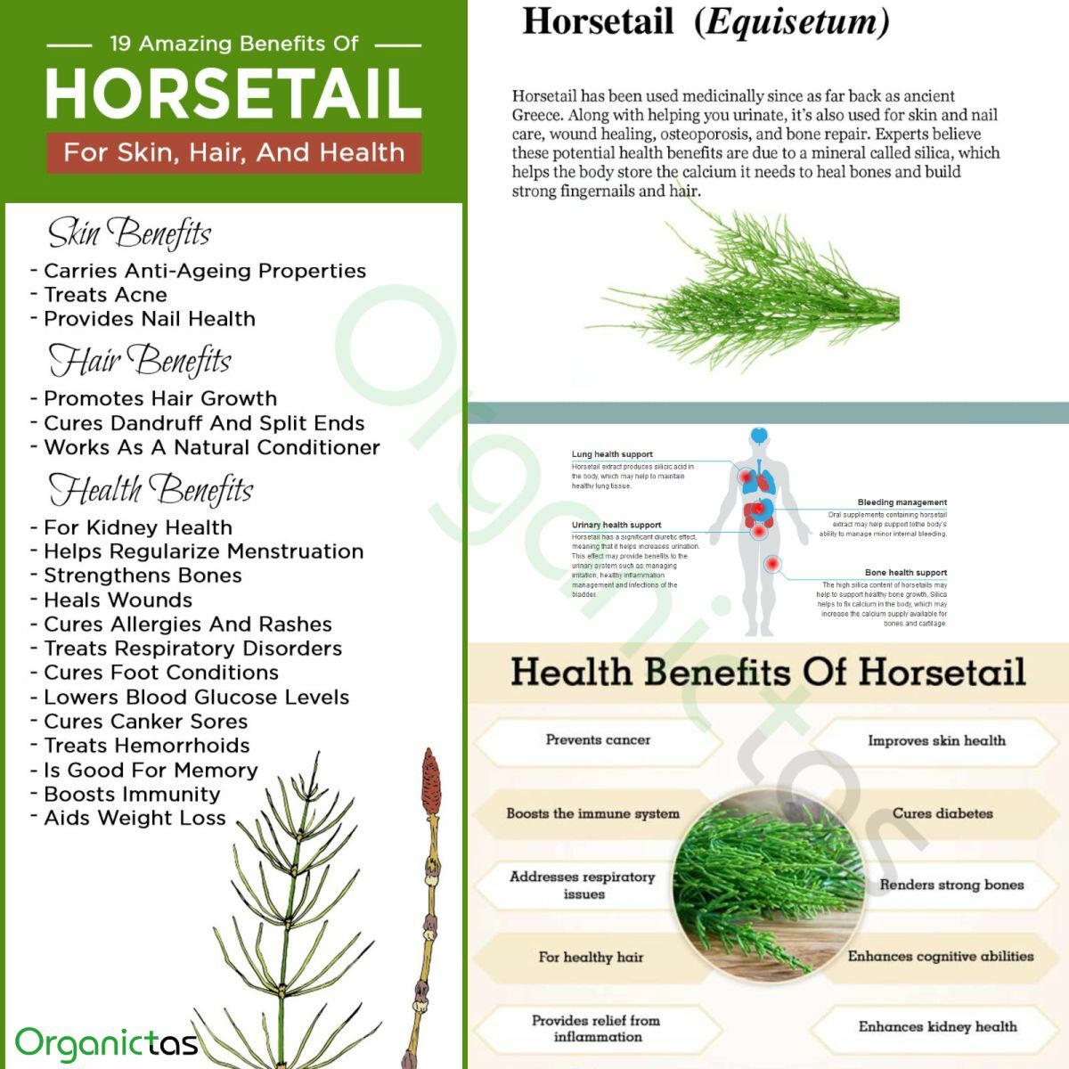 Organic Horsetail Herb Herbal Tea Dried Cut Equisetum Arvense 100g/3.53oz. Bio