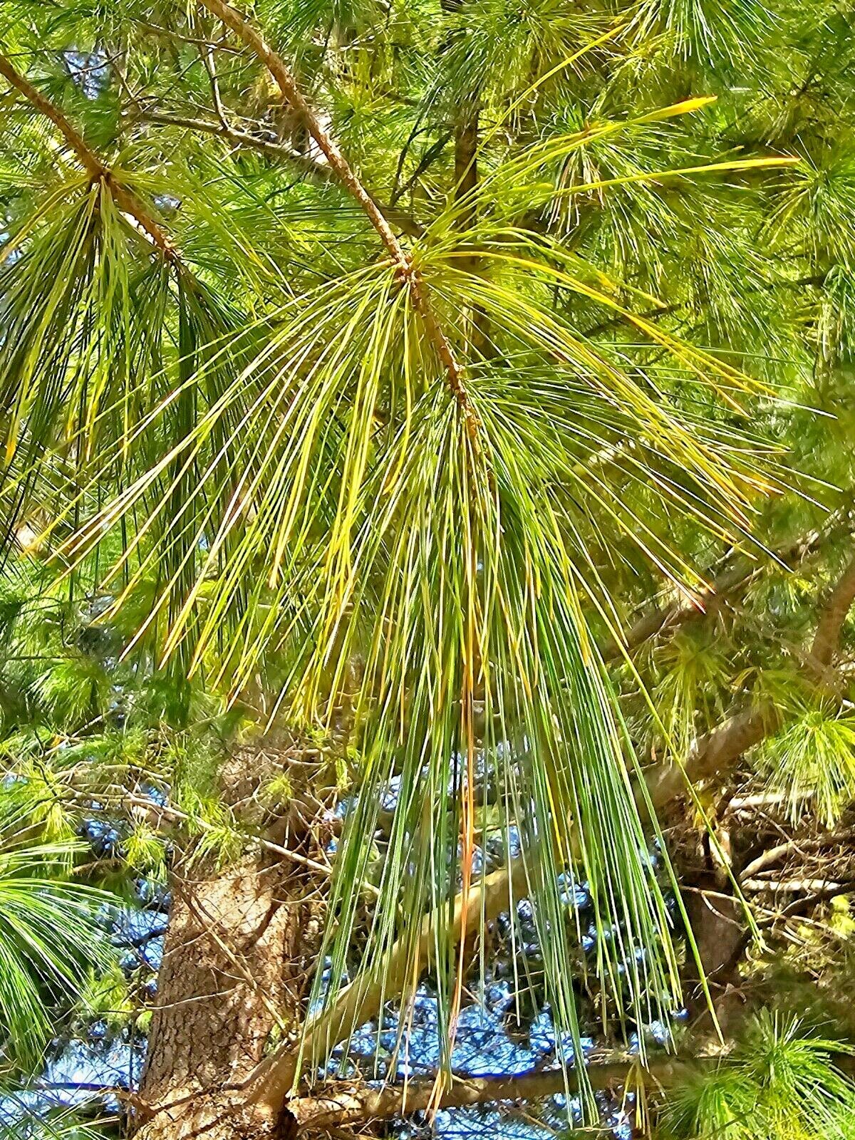 White Pine Tea Needles Organic Infusion Fresh Picked Wild Wisconsin Grown