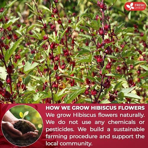 FreshDrinkUS, Premium 140 Hibiscus Flowers Tea Bags, 100% Natural, Pure from