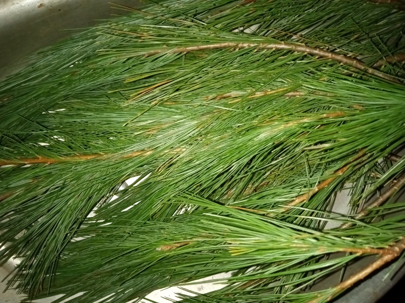 4oz MAINE DRIED EASTERN WHITE PINE NEEDLES PINUS STROBUS TEA ORGANIC