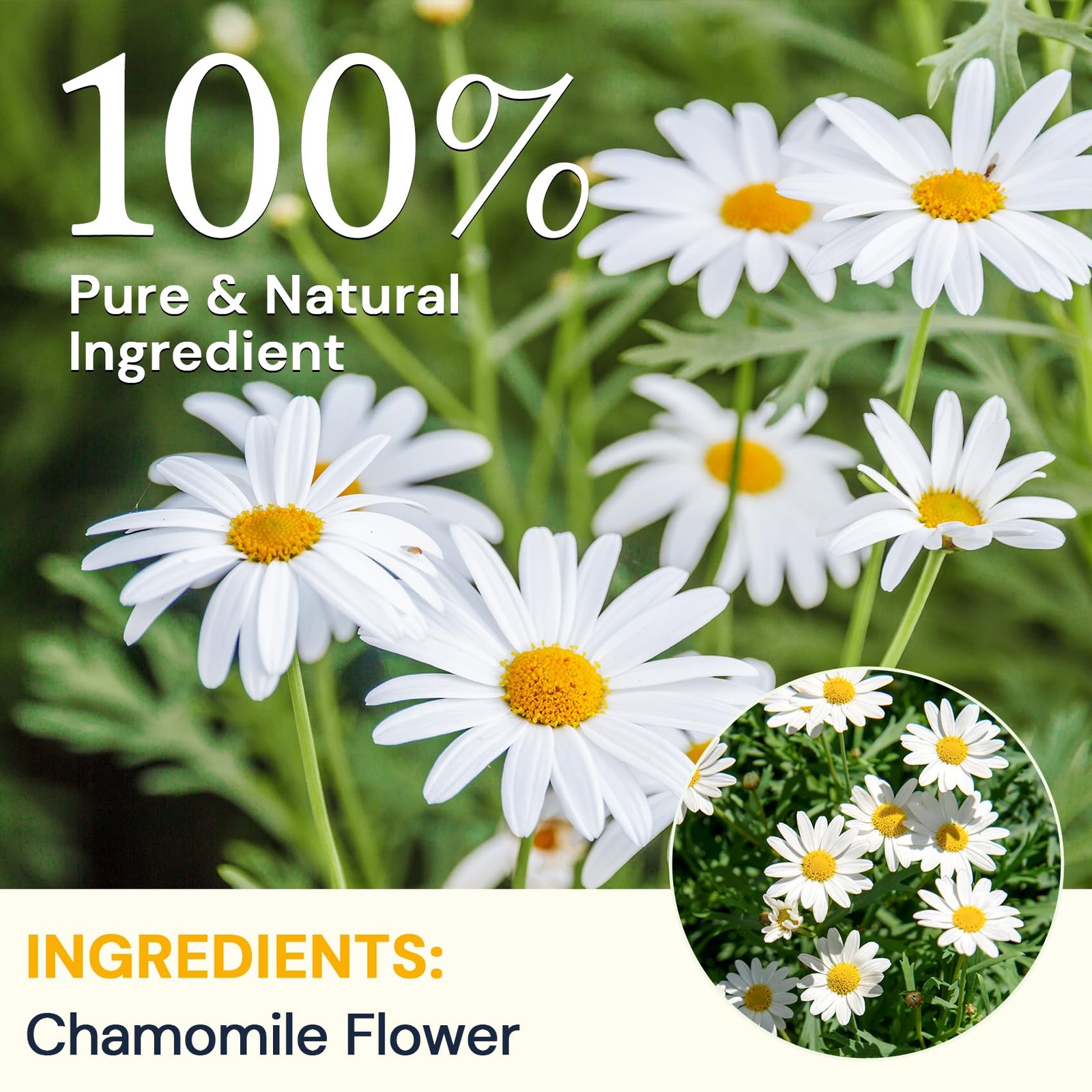 Chamomile Tea Bags, Chamomile Flower Herbal Tea SugarFree, CaffeineFree, 50 …