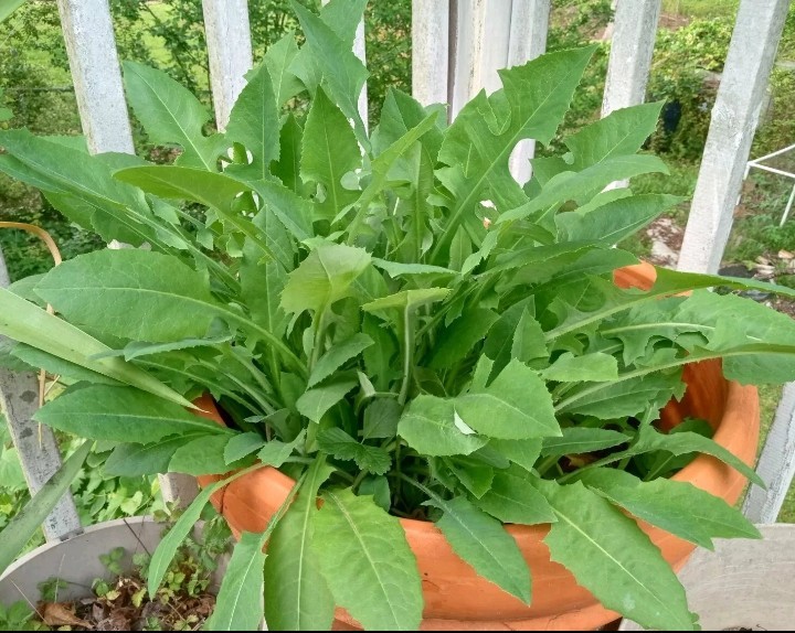1 Cup Dried Wild Lettuce Whole Plant(Lactuca Virosa)For Tea or Tincture.US grown