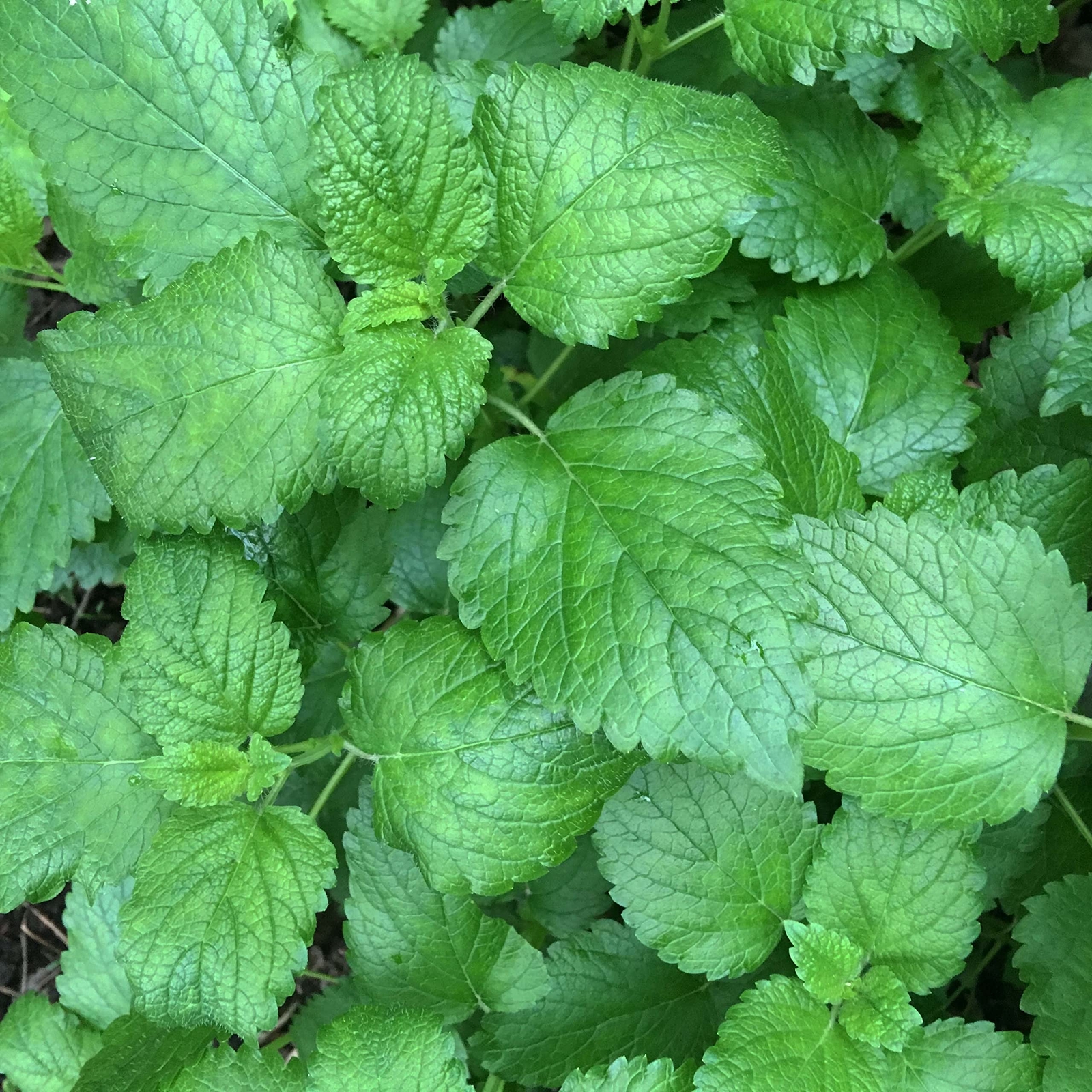 Organic Lemon Balm Plant, (Melissa officinalis) 2.5-inch Pot – Edible Aromatic