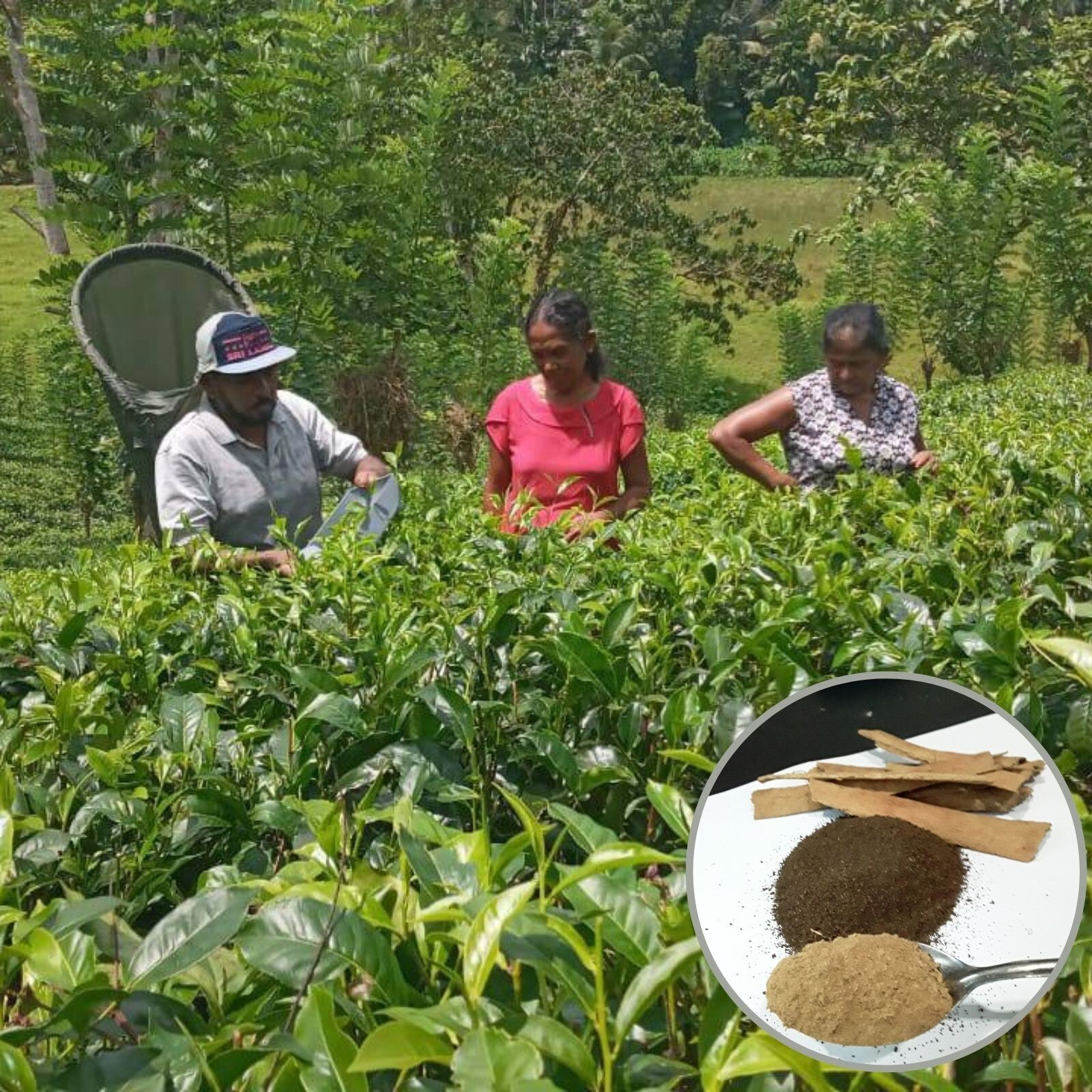 Ceylon Cinnamon Tea 500g – Herbal Drink – Balance Blood Sugar – Sri Lanka