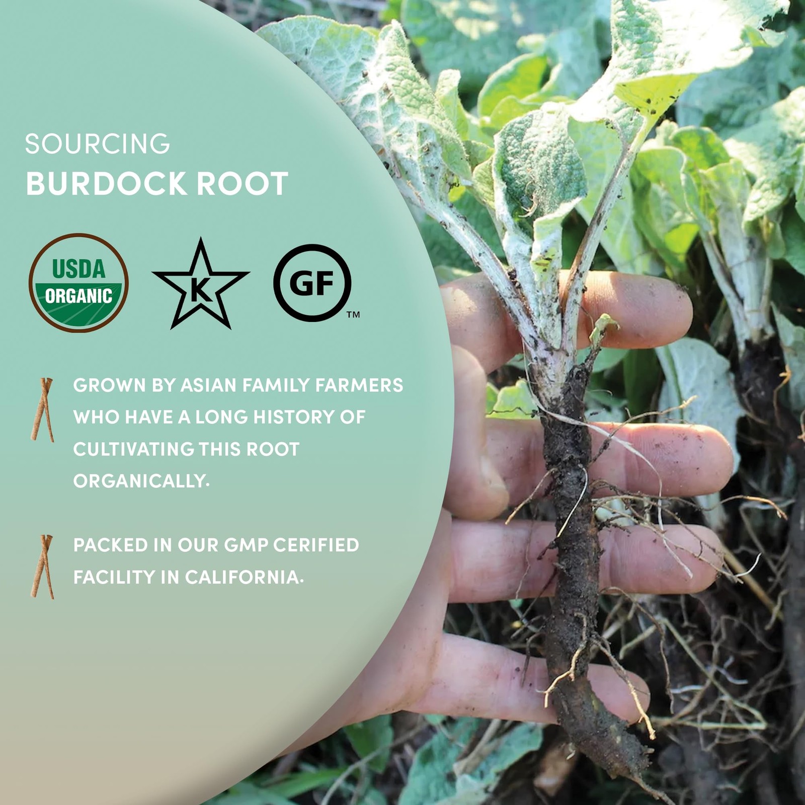 Organic Burdock Root – 1 lb – 100% Arctium lappa – Raíz de Bardana – Cut & Si…