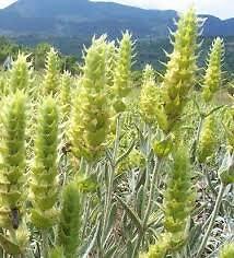 Greece Mountain tea wild organic bunch sideritis scardica ironwort handpicked