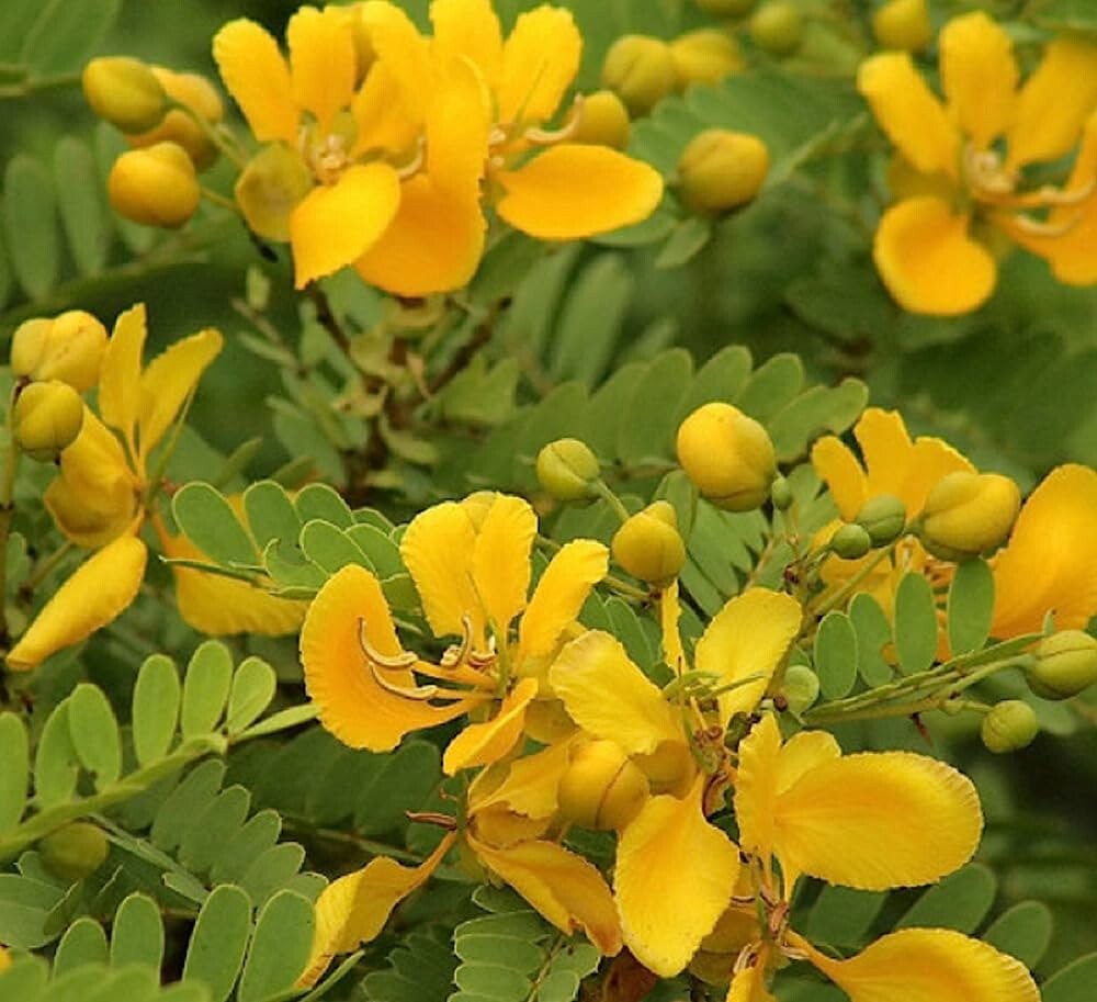Natural Ayurvedic dry Ranawara Mal Herbal Tea Drink cassia auriculata