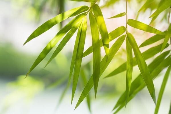 Dried Bamboo Leaves Pure Natural Zongzi Sticky Rice Dumpling & Best Tea 50 Leaf