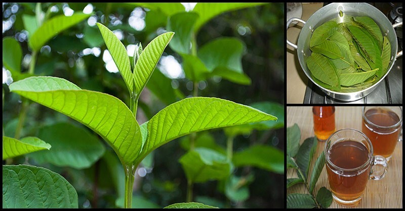 Dried Guava Leaves 100 Anti Diabetic Anti Hair Loss Fat Burner Herbal Organic