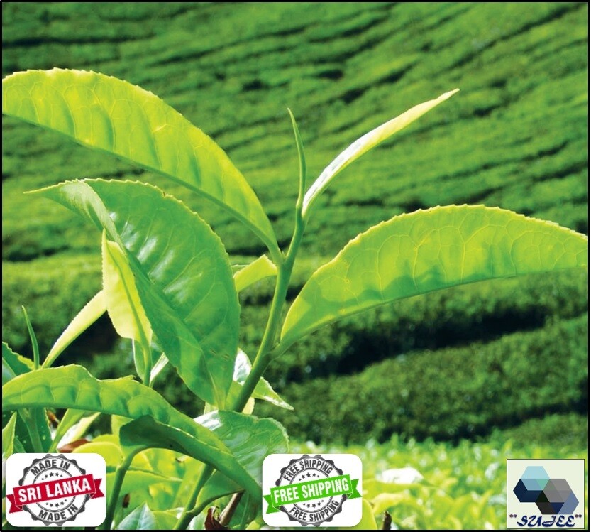 Ceylon Tea BOPF Pure Sri Lankan World’s Best Tea Free Shipping Lipton Ceylonta
