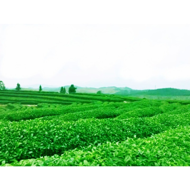 Super Jin Xuan Milk Oolong Tea 50g High Quality Green Tea Chinese Milk Tea