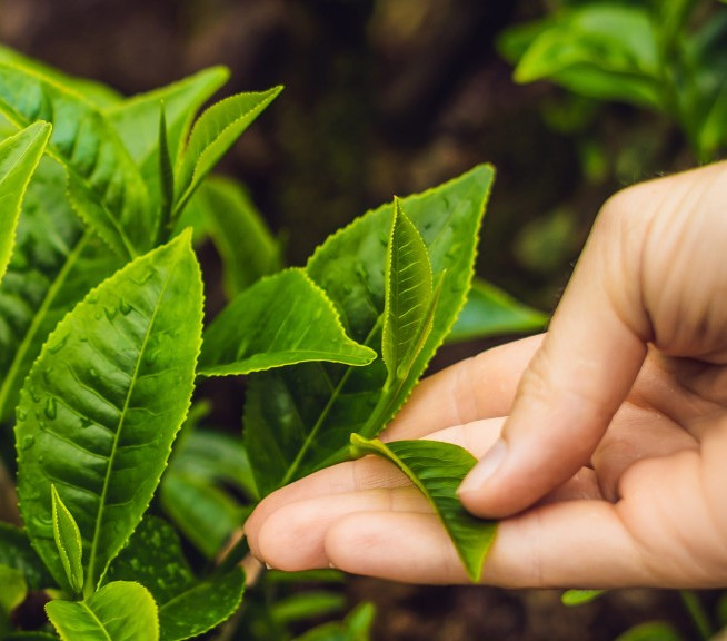 200 grams VIETNAMSESE GREEN TEA Thai Nguyen