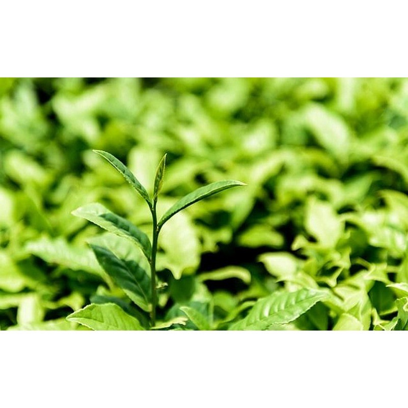 Milk Oolong Tea 125g Tiguanyin Green Tea Taiwan Jin xuan Milk Oolong Milk Tea