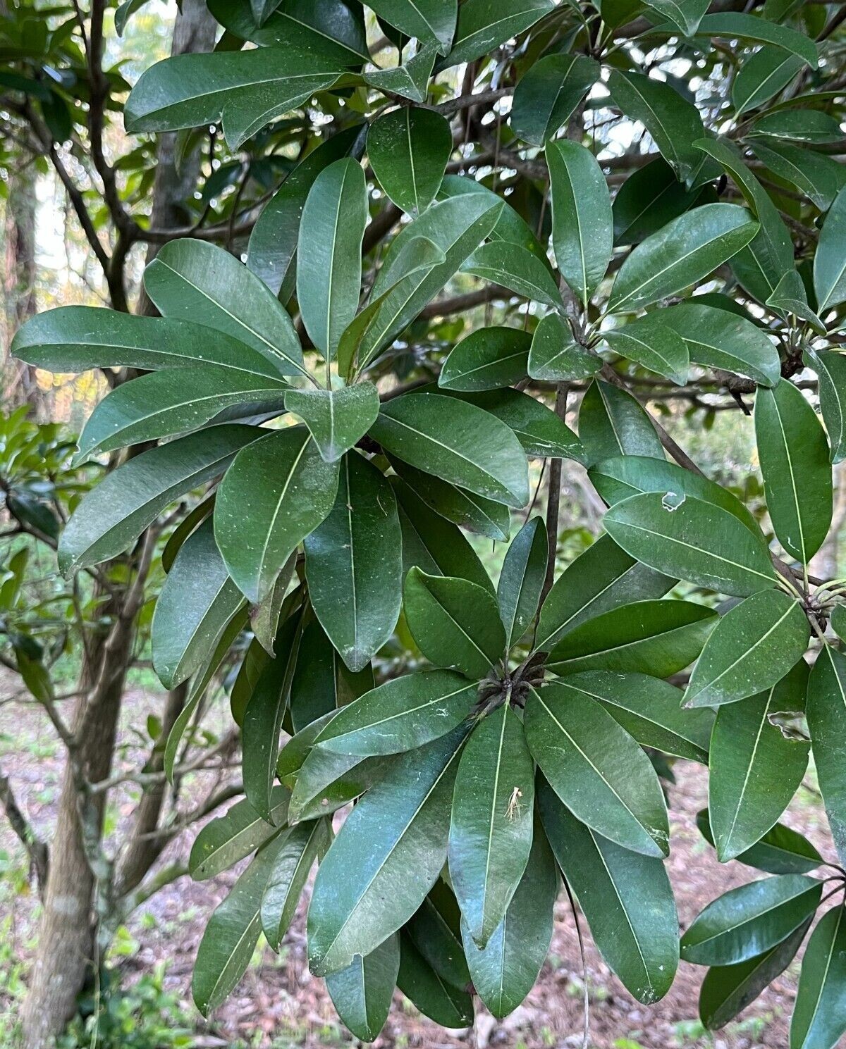 SAPODILLA LEAF DRIED ORGANIC ALL NATURAL HERBAL TEA LOOSE LEAVES 50