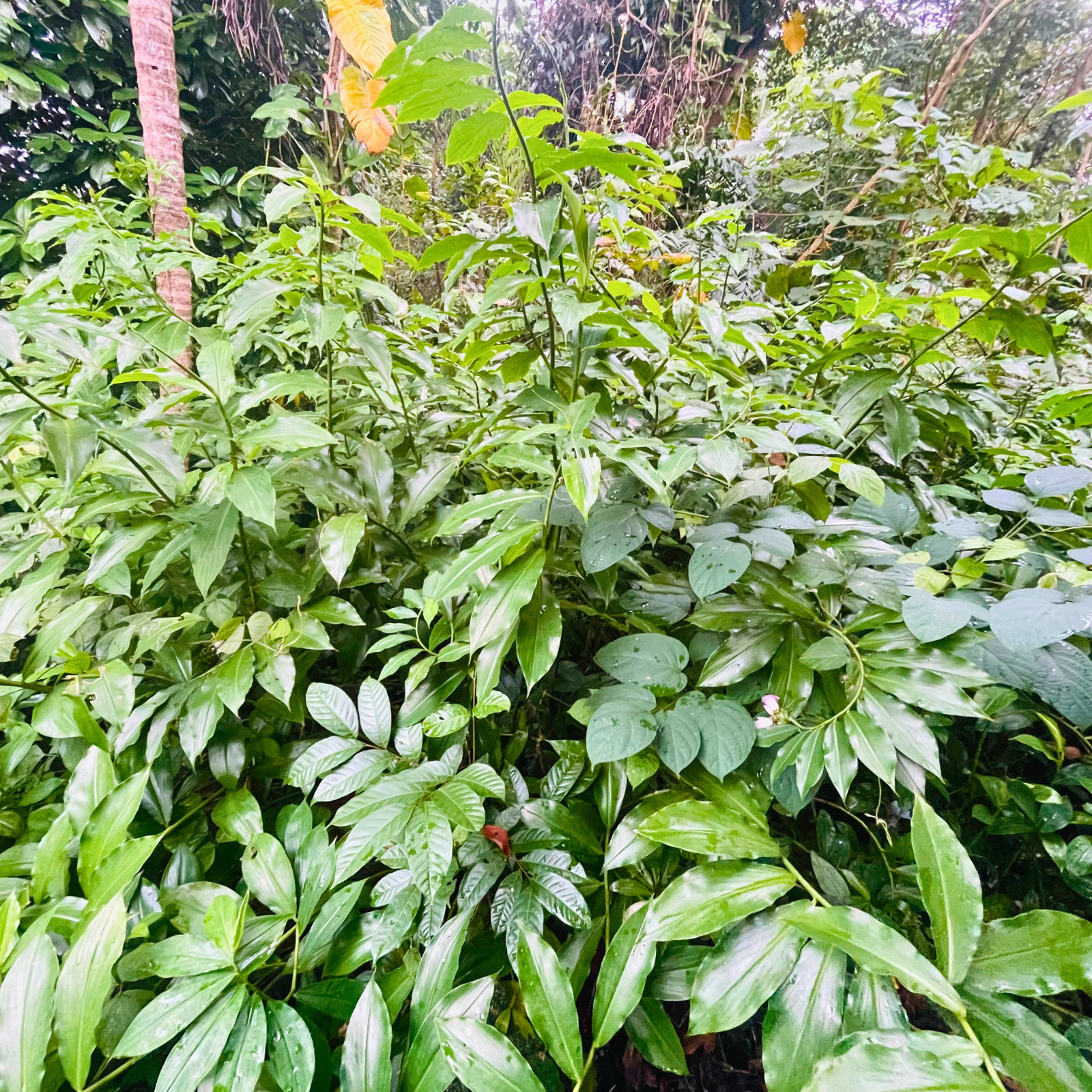 Dried Organic Insulin Plant Leaves Leaf ( Fiery Costus Igneus ) Thebu Herbal Tea