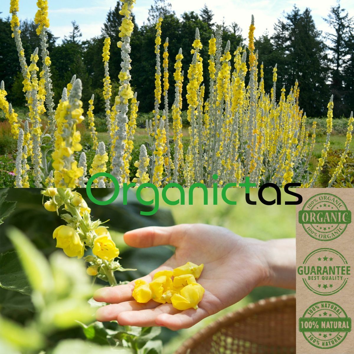 Organic MULLEIN Leaves & Flowers Cut Herbal Tea (Verbascum Thapsus) Grade A 100g