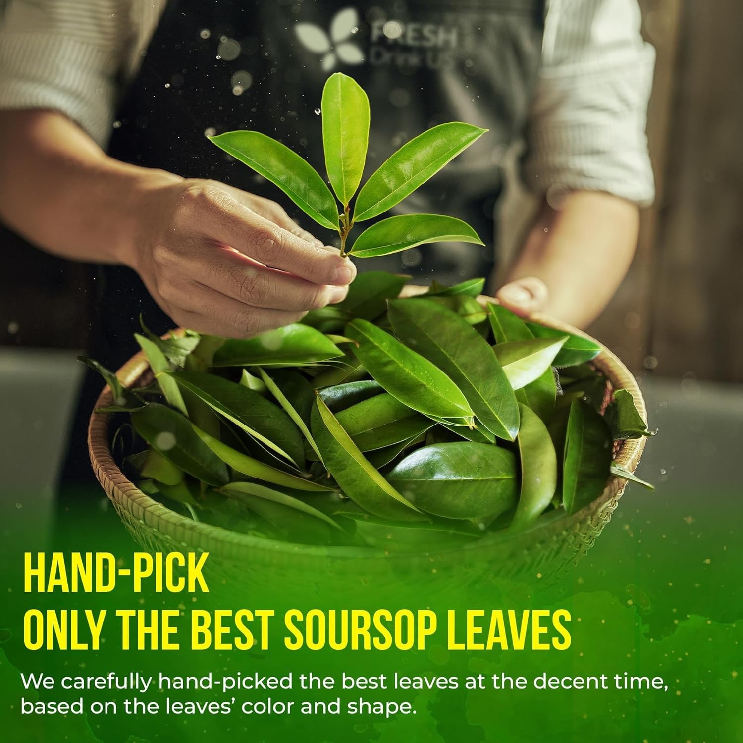Soursop Leaves Tea – 100% natural, caffeine-free, hand-harvested (240 leaves)
