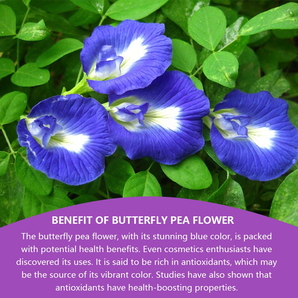 Butterfly Pea Flowers Tea Bags, Pure Dried Butterfly Pea Flower, Herbal Tea
