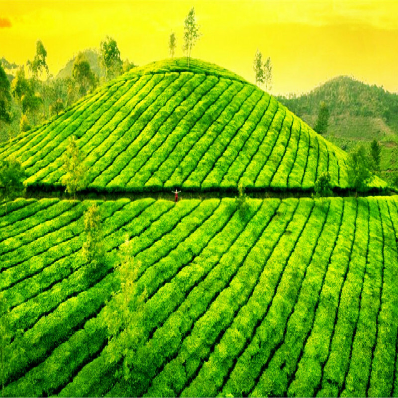 Weight Loss 250g Black Oolong Slimming Tea Oil Cut Black Oolong Slimming Product