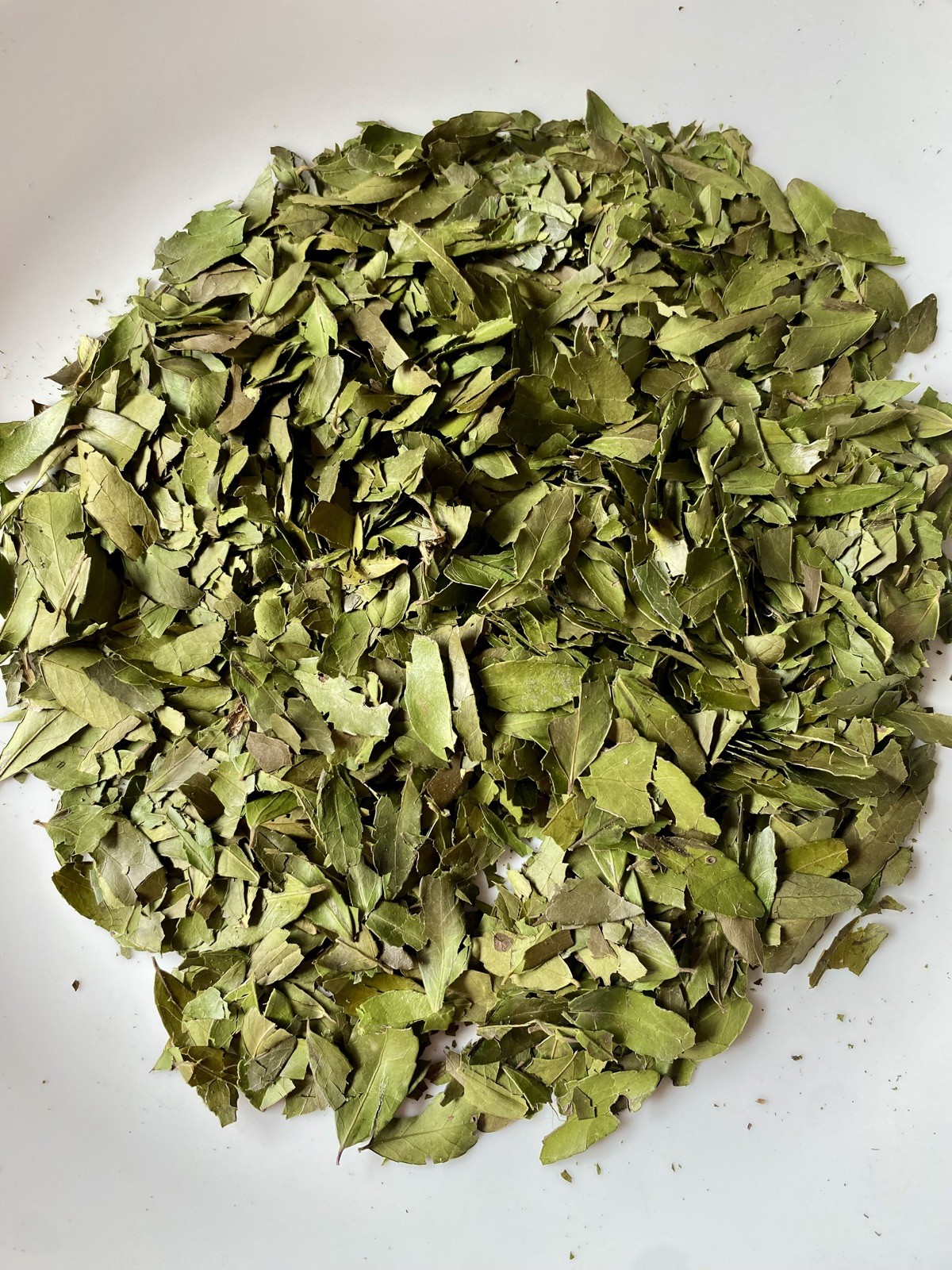 Bulk Yaupon Holly Tea – 4 Oz. Best Price