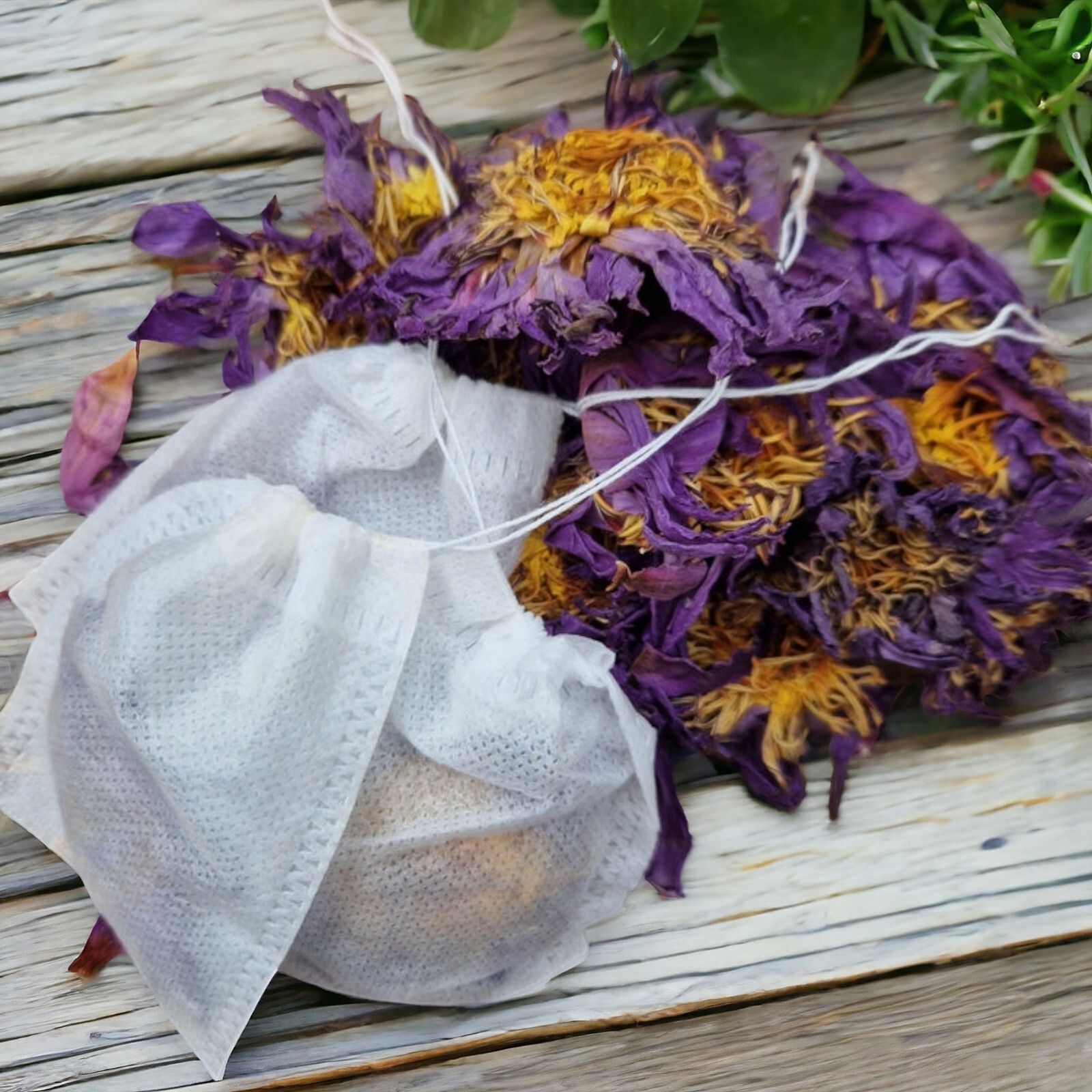 Egyptian Blue Lotus Sleepy Lotus Tea Bags [10 pk]