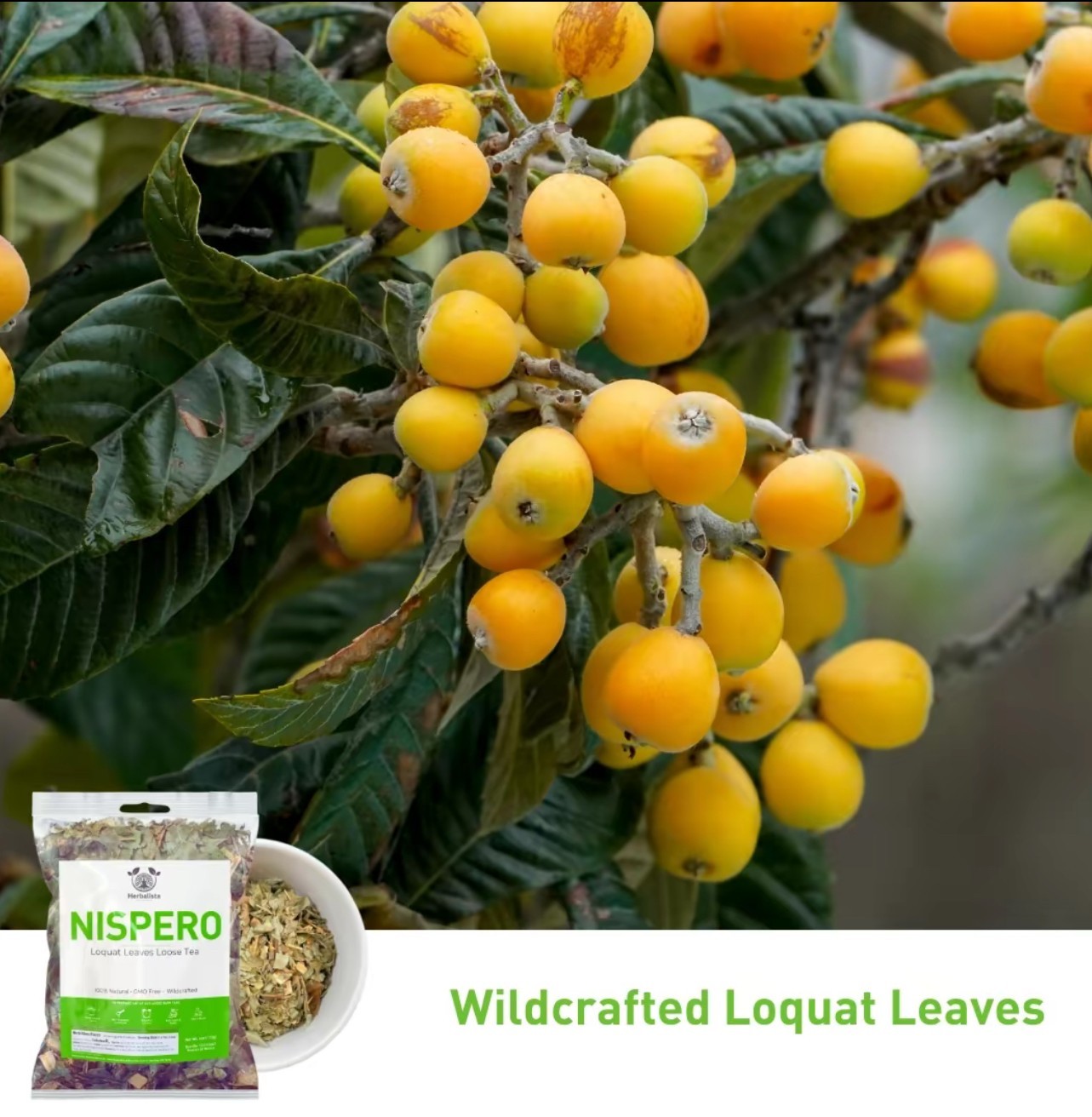 Nispero Herbal Tea Loquat Leaf Loose Leaf Herbal Tea Hojas de Níspero Mexico