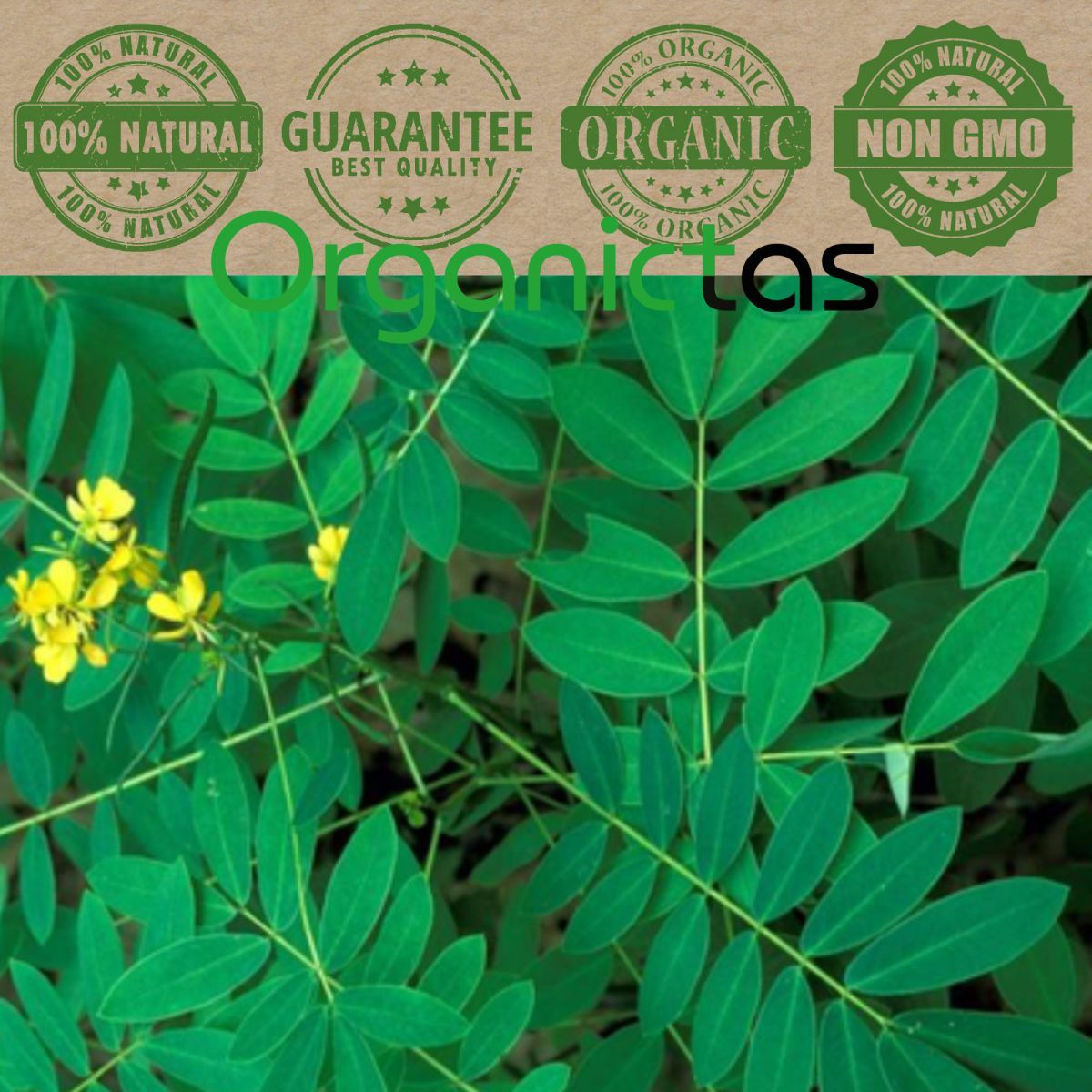 Organic SENNA LEAVES Herbal Tea Constipation Detox Weight Loss Premium Quality