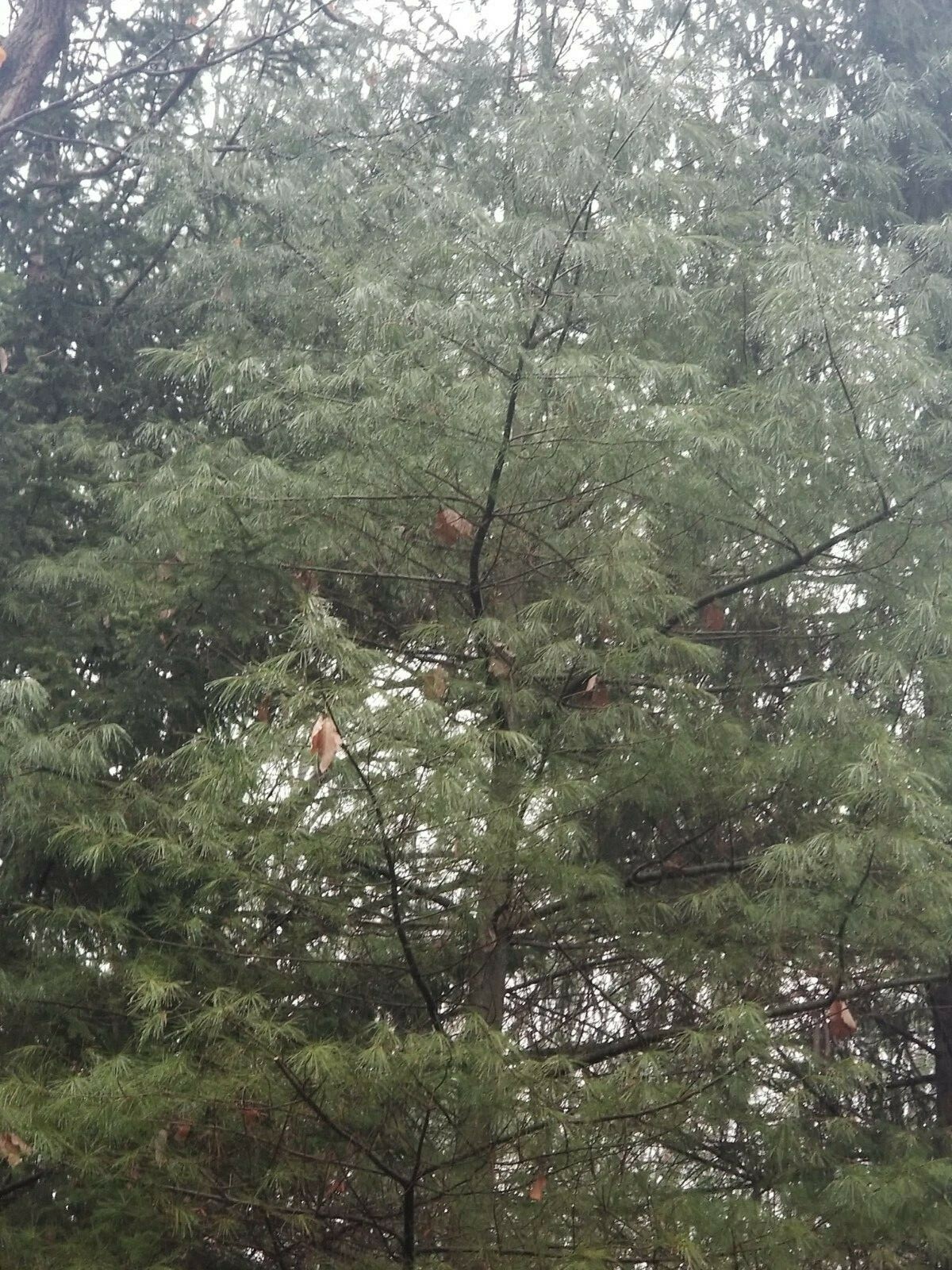 Eastern Pine Tree Tea 🍵 Immunity Boosting /Actively Fights against Infections/