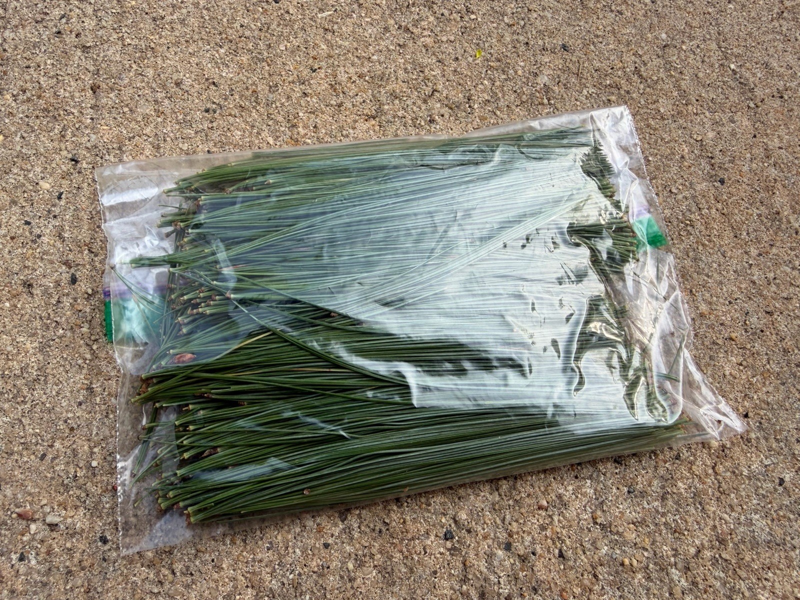 Fresh Eastern White Pine Needles NJ Wild Harvest 2.5 Oz – Tea Crafts Natural