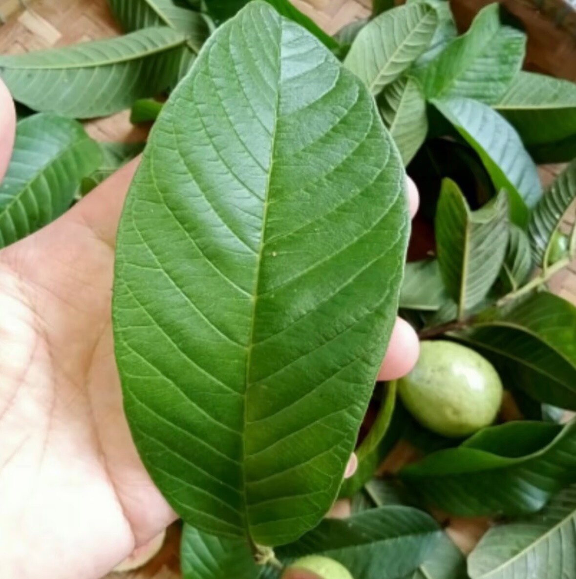 100g – Premium Dried Guava Leaves Hojas De Guayaba Leaf