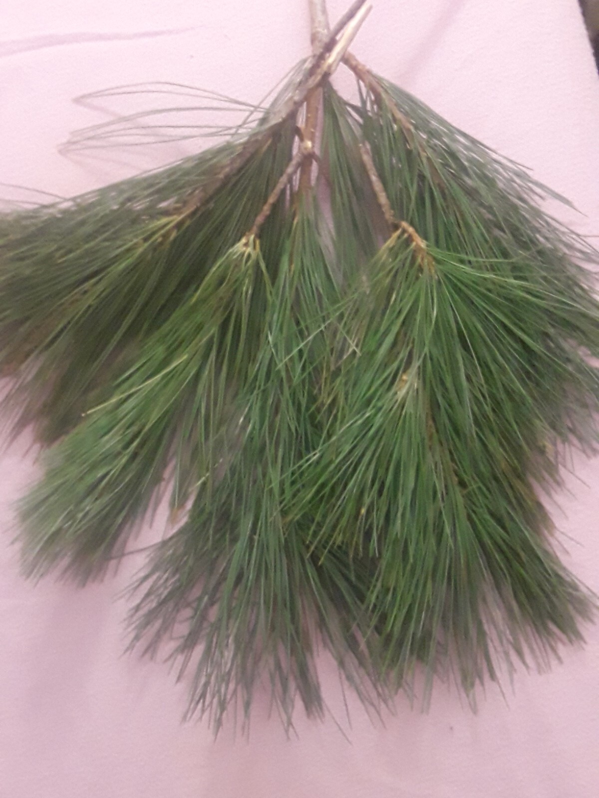 LOT: 40 Pc Organic Eastern White PINE Needle Tea Bags Fresh Harvest Tree