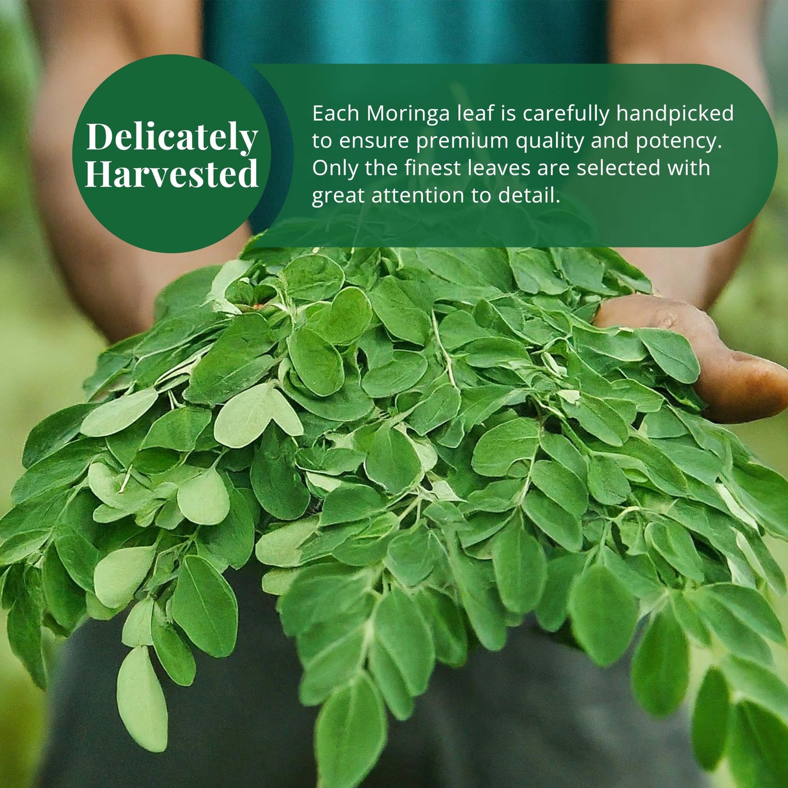 Moringa Leaves-2.6oz, Dried From Fresh Green 2.6 Ounce (Pack of 1)