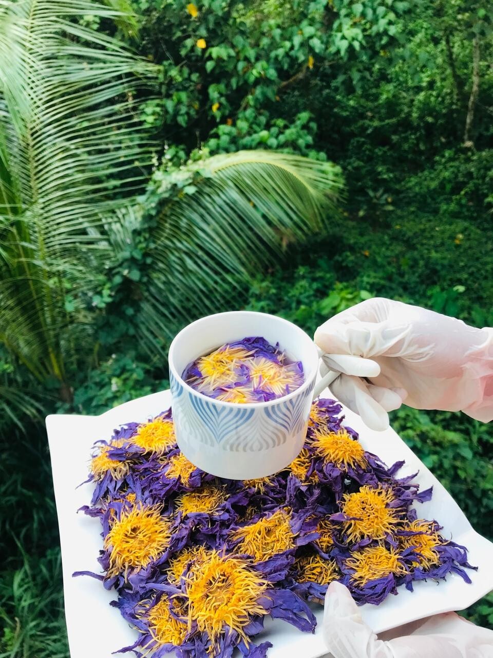 Blue Lotus 50g Sacred Egyptian Lily Dried Flowers Ceylon Organic Herbal Tea