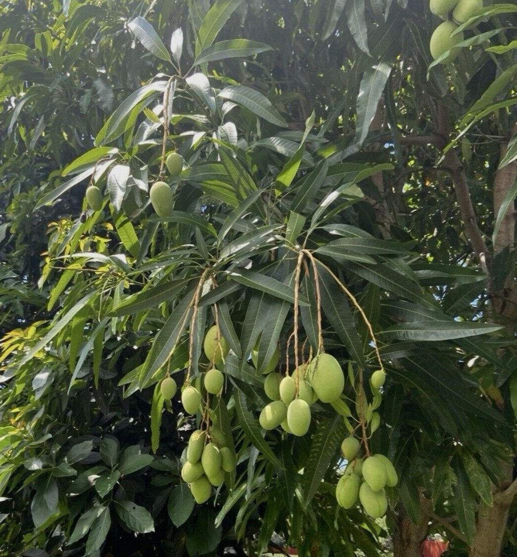 Fresh Mango Leaf For Herbal Tea 20 Leaves Home-grown No Pesticides FL USA