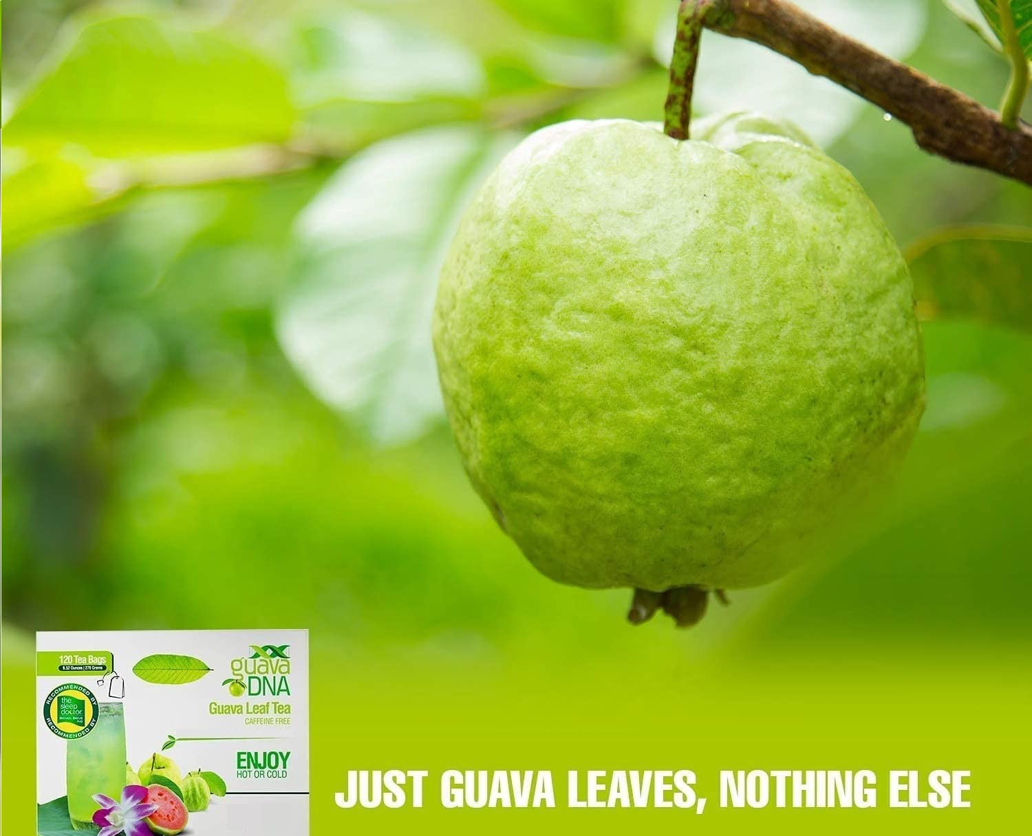 GuavaDNA Guava Leaf Tea Individually Wrapped Teabags by MATCHA DNA | 100% Pure