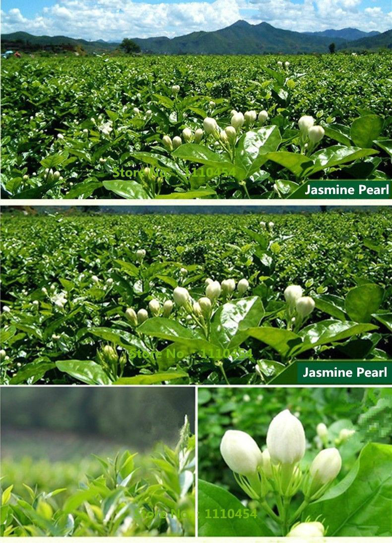 Jasmine Green Tea Premium Natural Top Grade Loose Leaf Scented Tea 100g