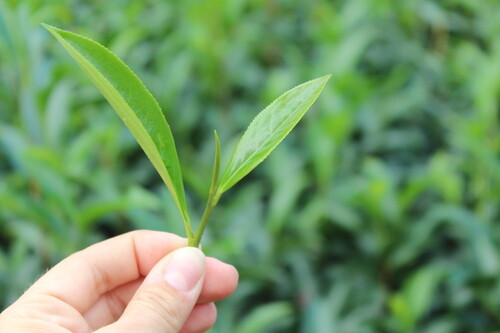 Pure Ceylon Soursop Green Loose Tea 200g