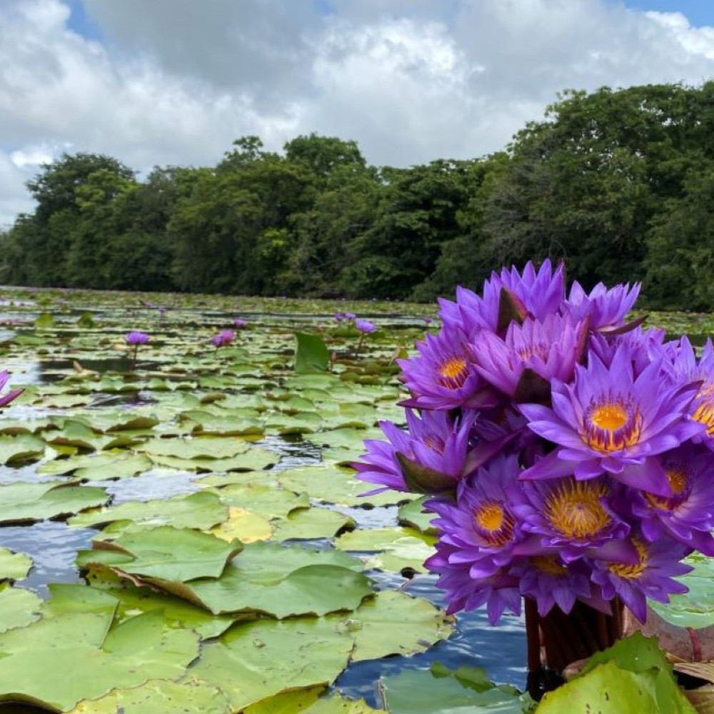 25g -250g Dried Blue Lotus Cut Flower Pure Nymphaea Caerulea Organic
