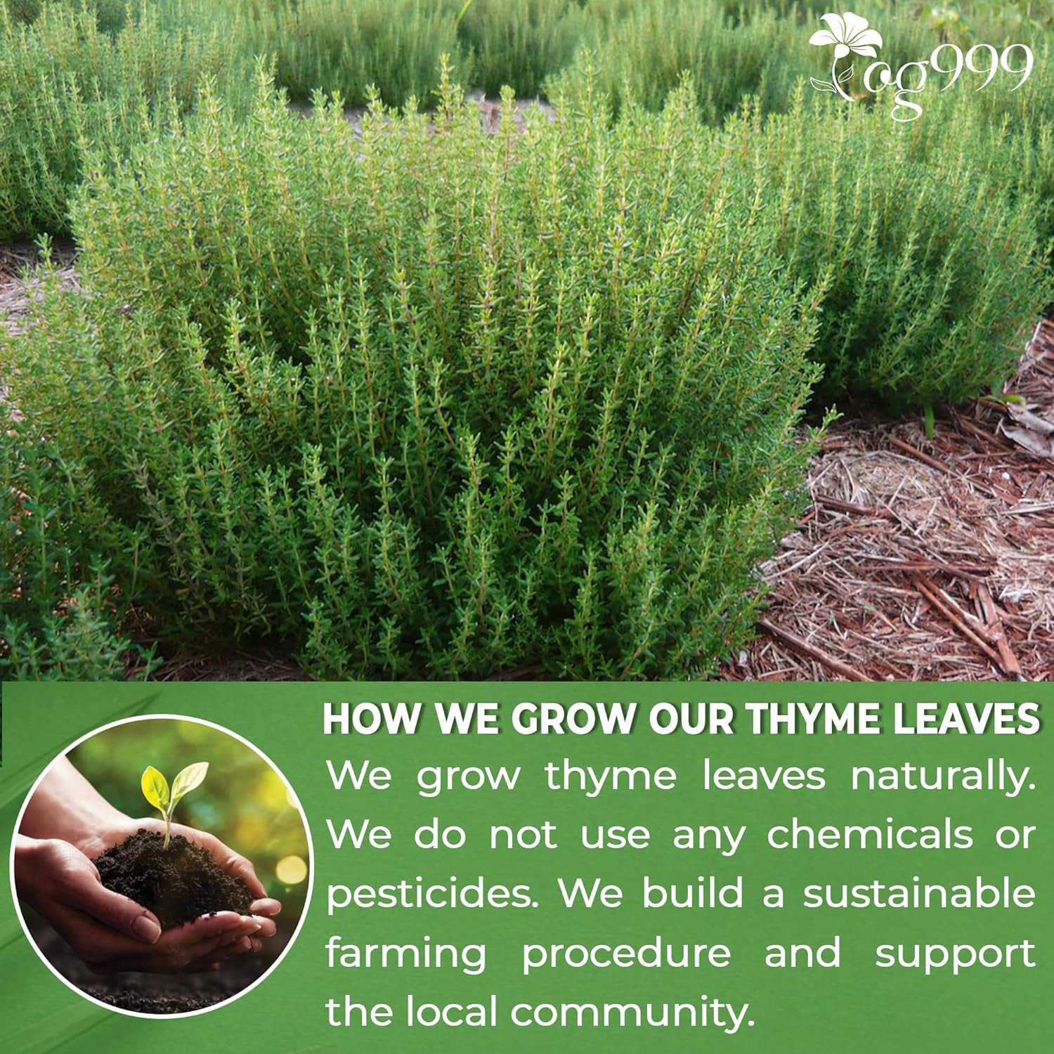 TOG999, 40 Thyme Leaf Tea Bags, 100% Natural & Pure Thyme Leaves. Loose Leaf No